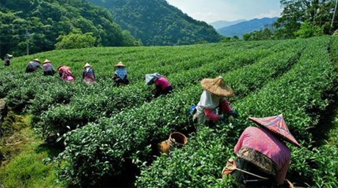 Tekan Butang Maju Cepat Untuk Perkembangan Industri Teh Shaoxing Shengzhou